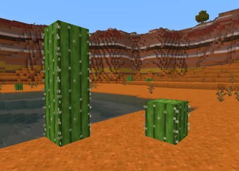 我的世界仙人掌怎么种