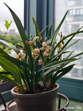 迷你世界兰花怎么种