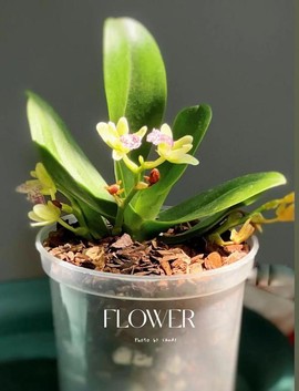 迷你世界兰花怎么种[图2]